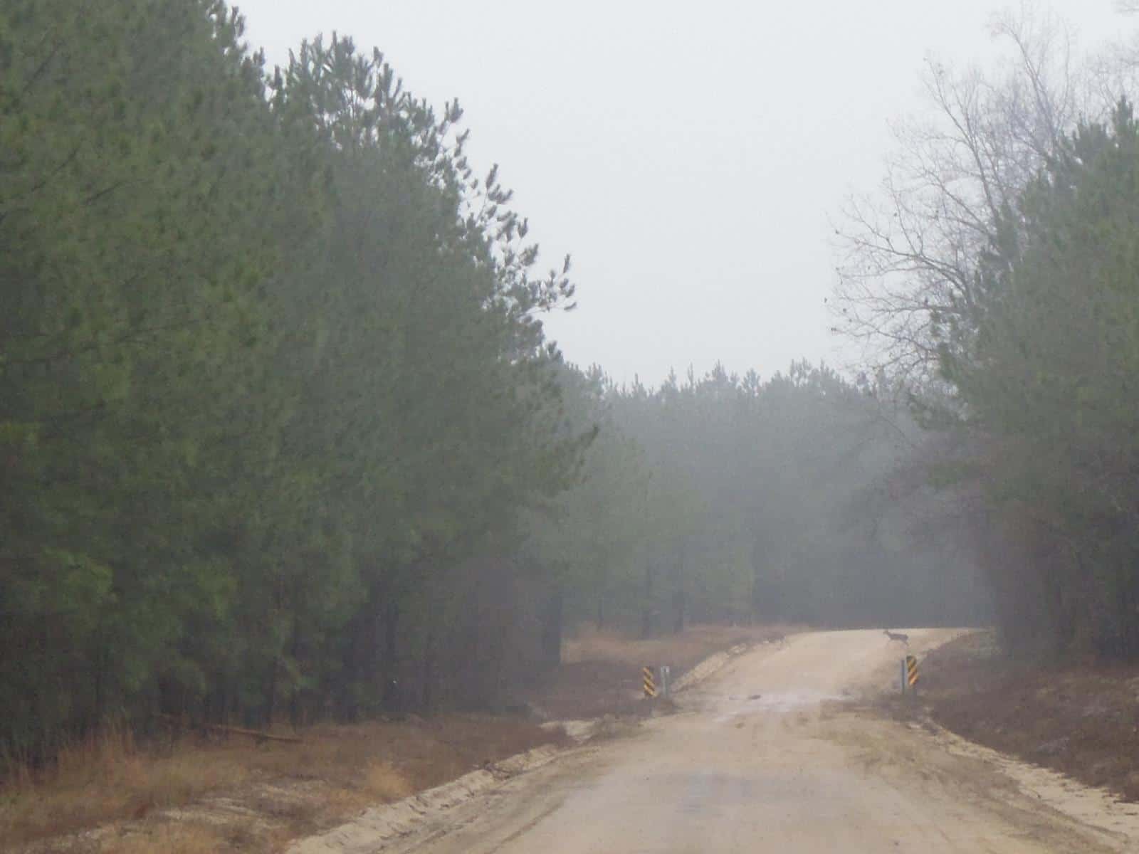 Windblow East*