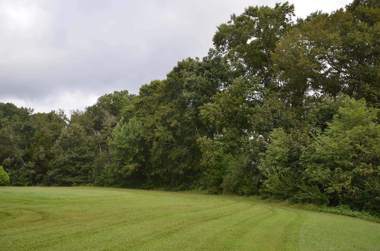 Tidewater Deer Forest