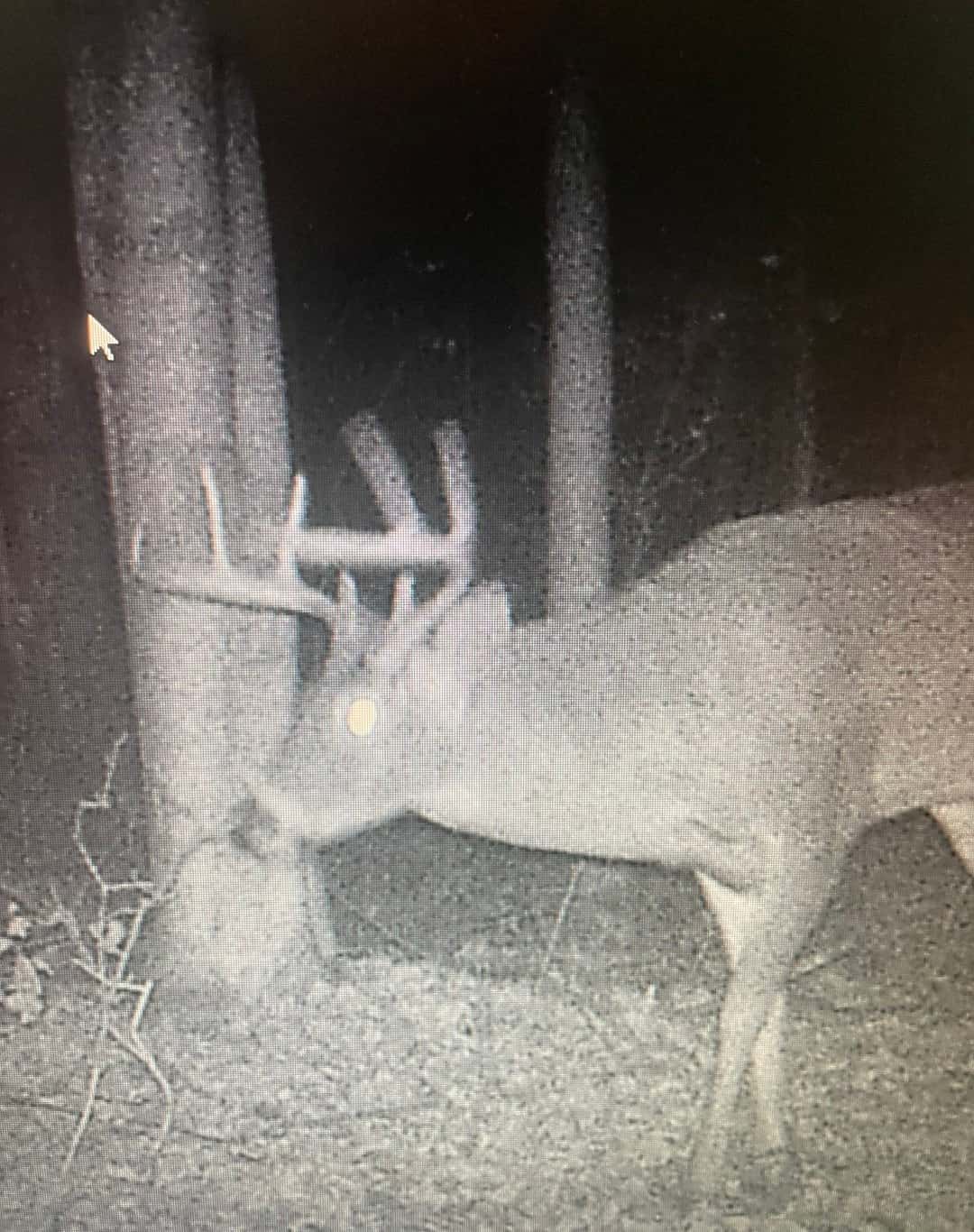 Hunting Escape