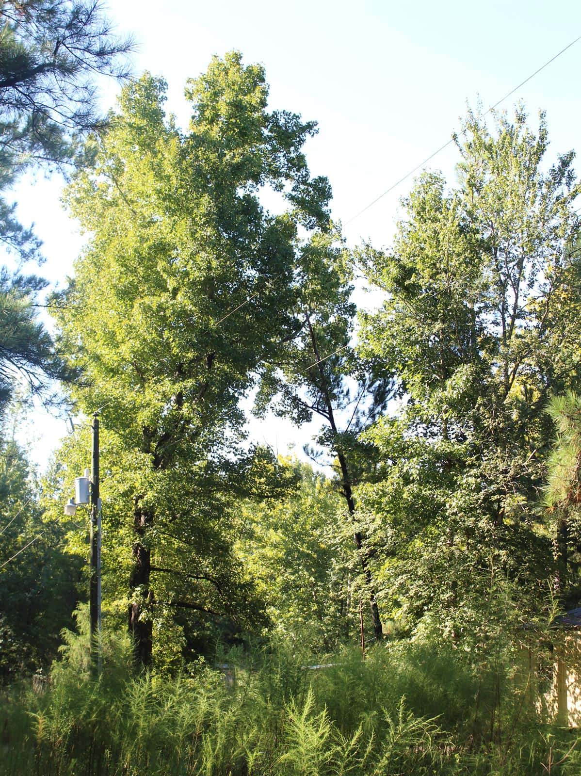 Slocomb Acres