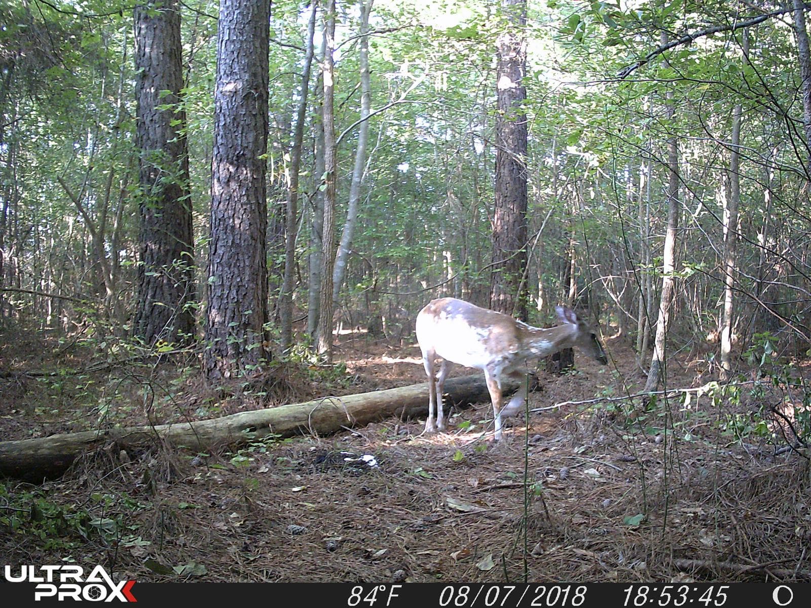 Taylor Forest** - Photo 1