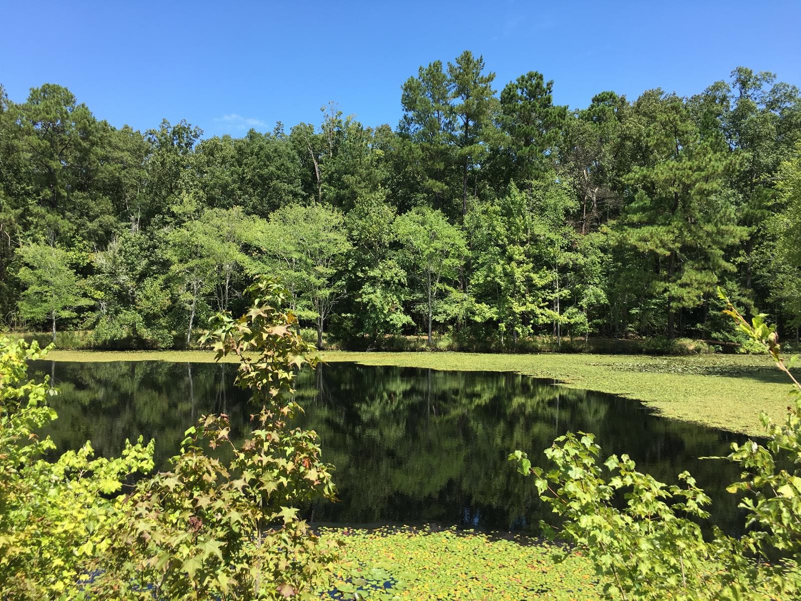 Sweet Gum Shores in Blythewood** - Photo 1