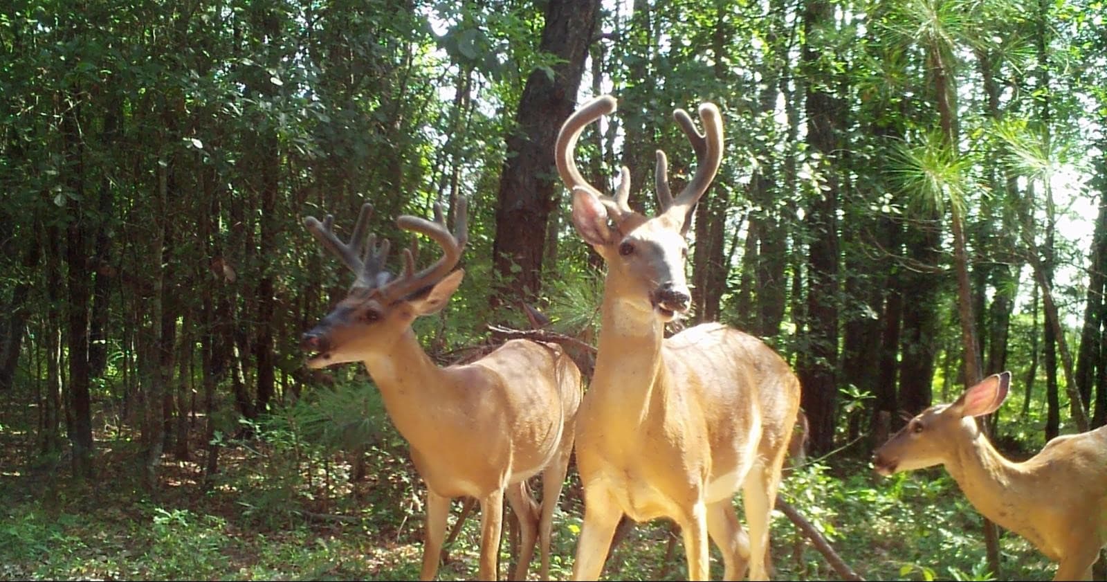 Crimson Hunt - Photo 1