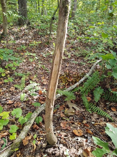 Courthouse Acres - Photo 1