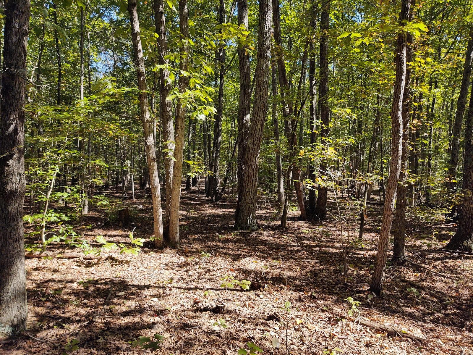 Shannon Hill Bowhunting - Photo 1