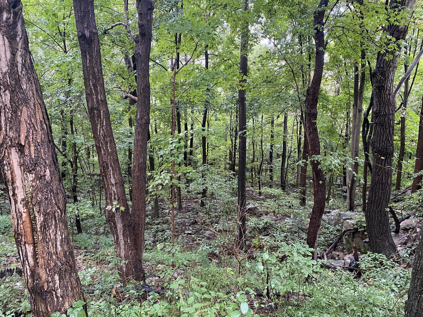 Potomac Highlands 87W   - Photo 1