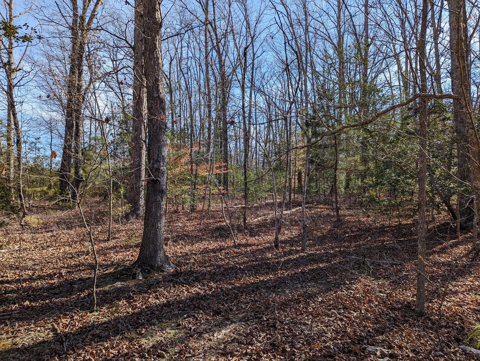 Hawkins Creek Hunting - Photo 1