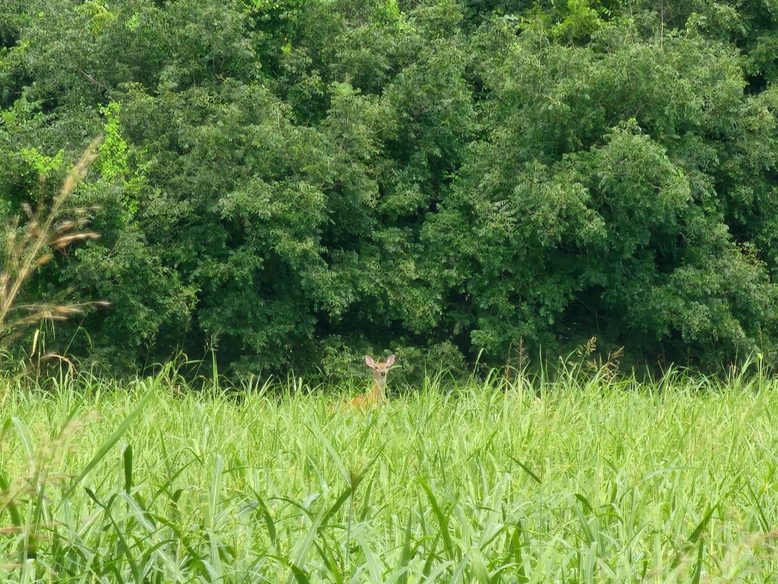 Cimarron River Deer Hunting - Photo 1