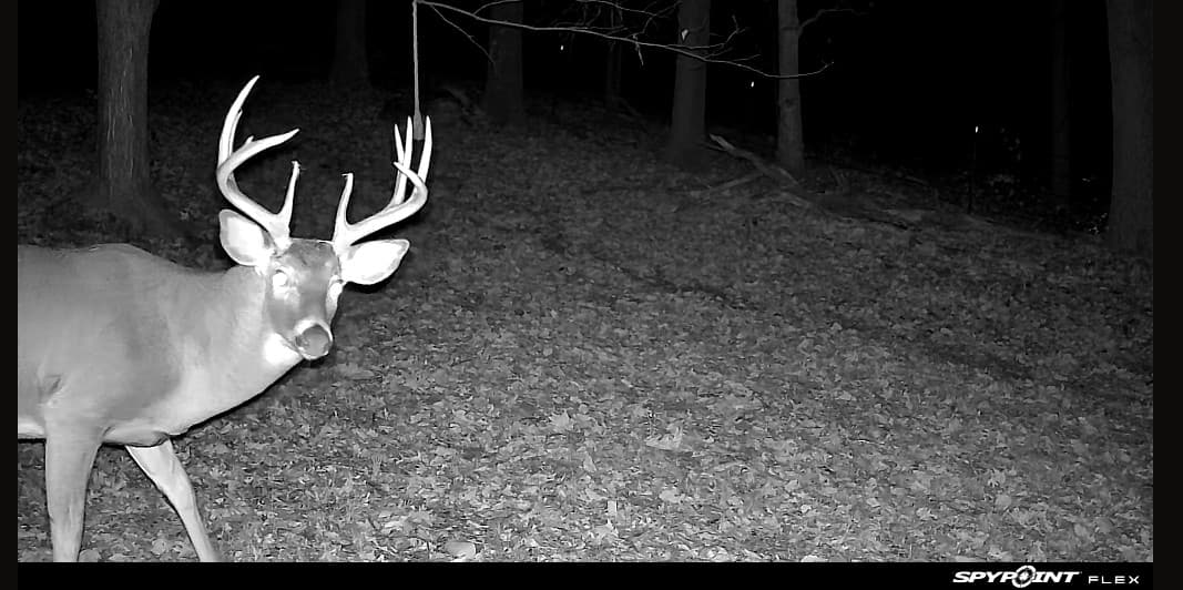 67 Acre Dunn County Hunting Lease - Photo 1