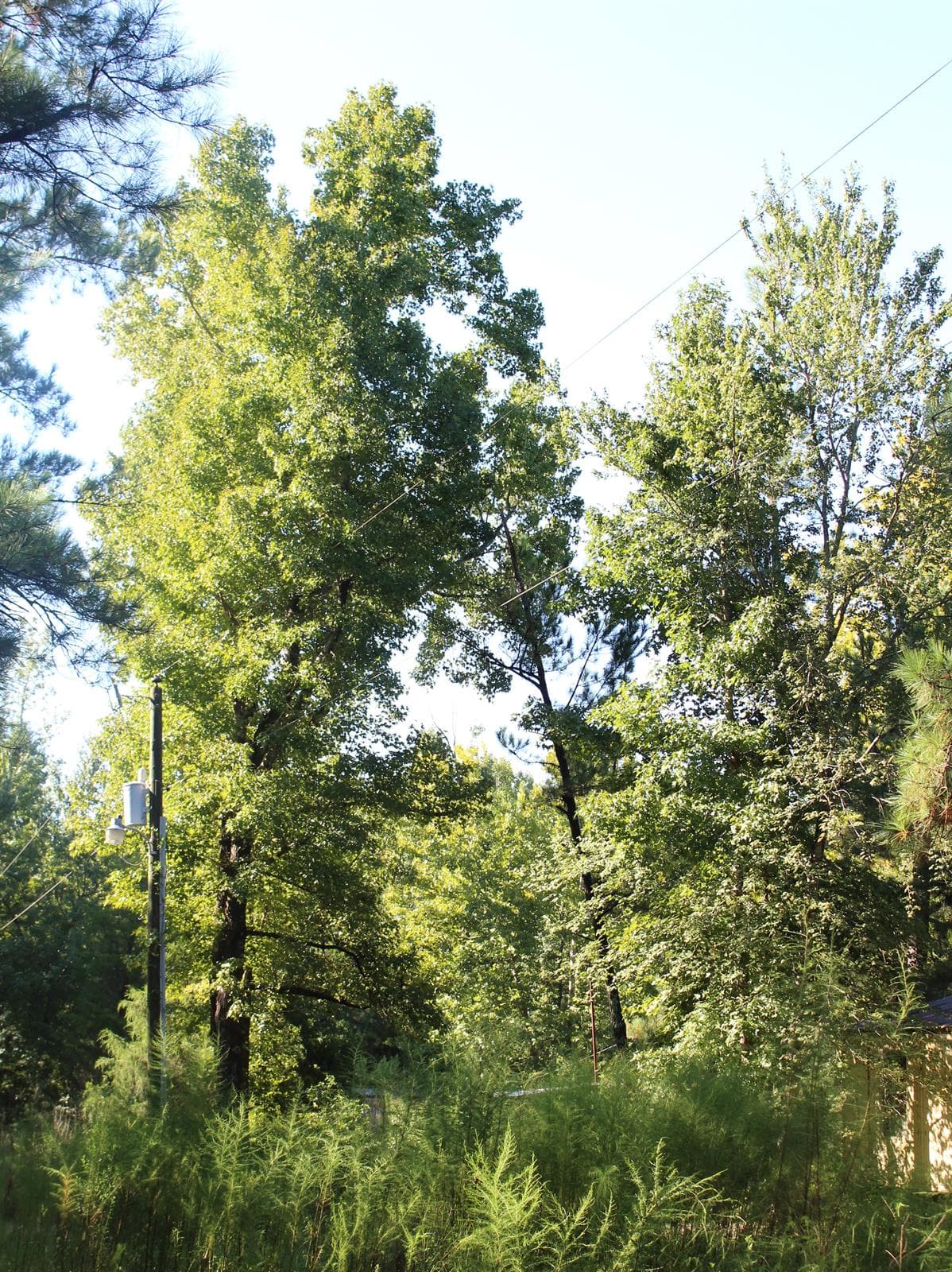 Slocomb Acres - Photo 1
