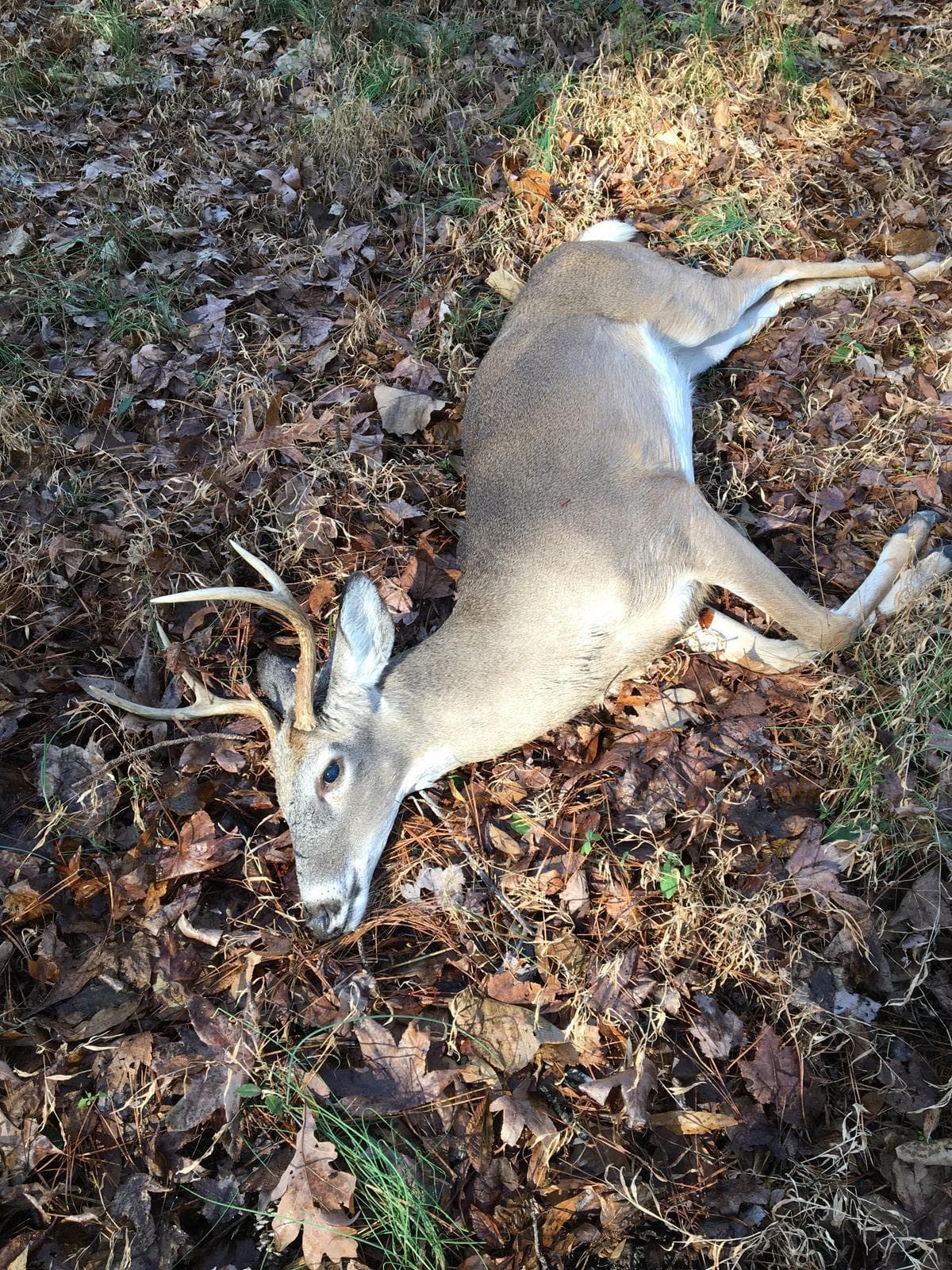 Scoby Woods - Hunting, Fishing, and Camping - Photo 1