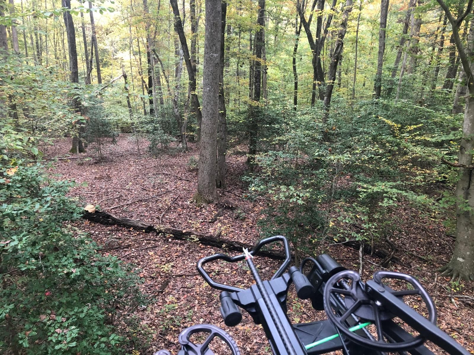 Simpson Woods - Photo 1
