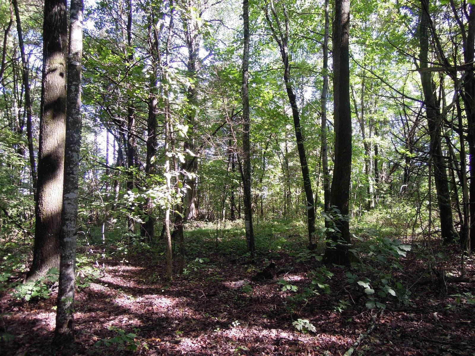 Town Acres - Louisa - Photo 1