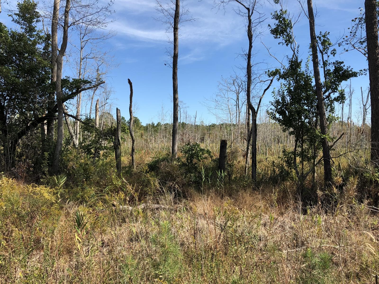 McCormick Timberland and Swamp (Both South and North Tracts)** - Photo 1