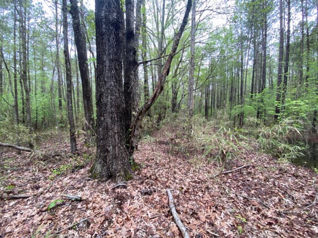 Lake Forest 37 - Photo 1