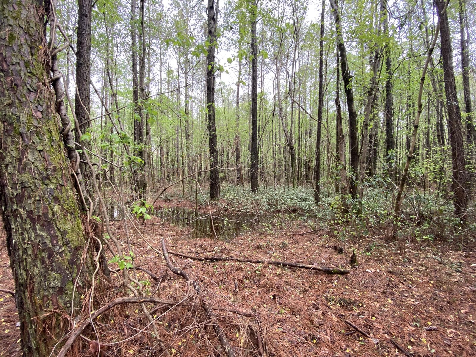 Lake Forest 36 - Photo 1