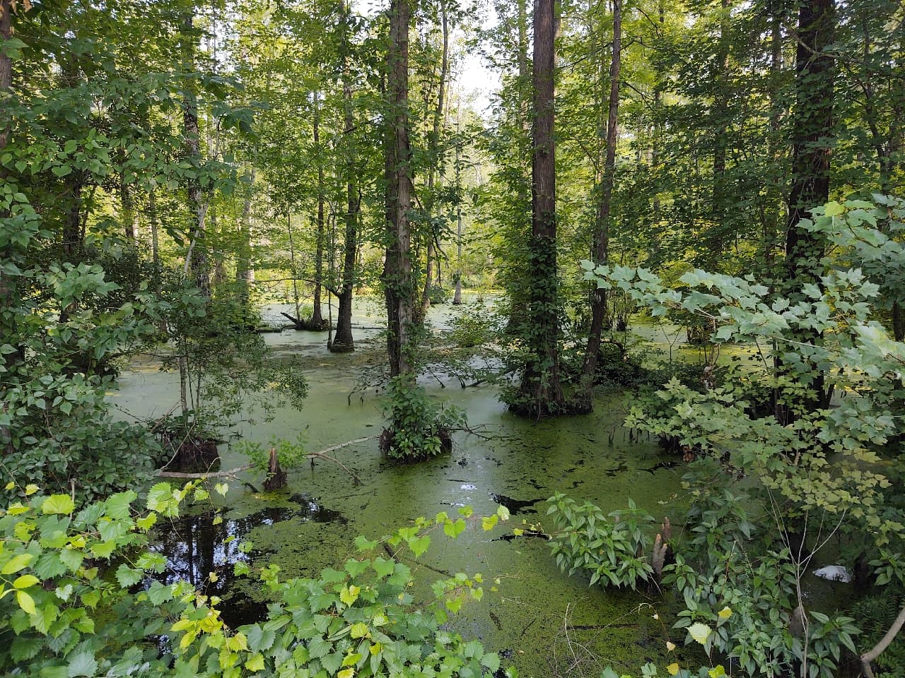 Watering Hole Swamp - Photo 1