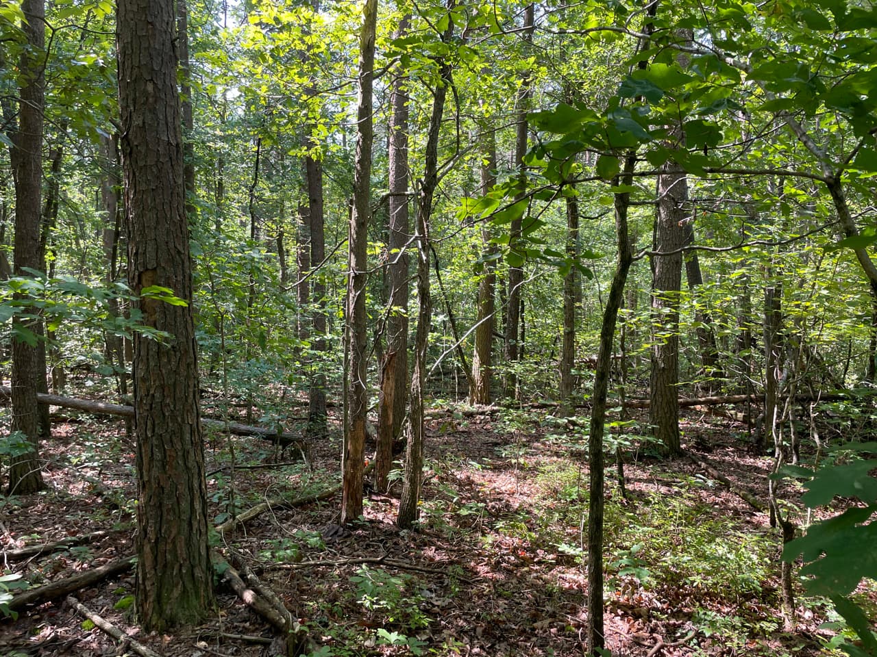 Clear Creek Hunting - Photo 1