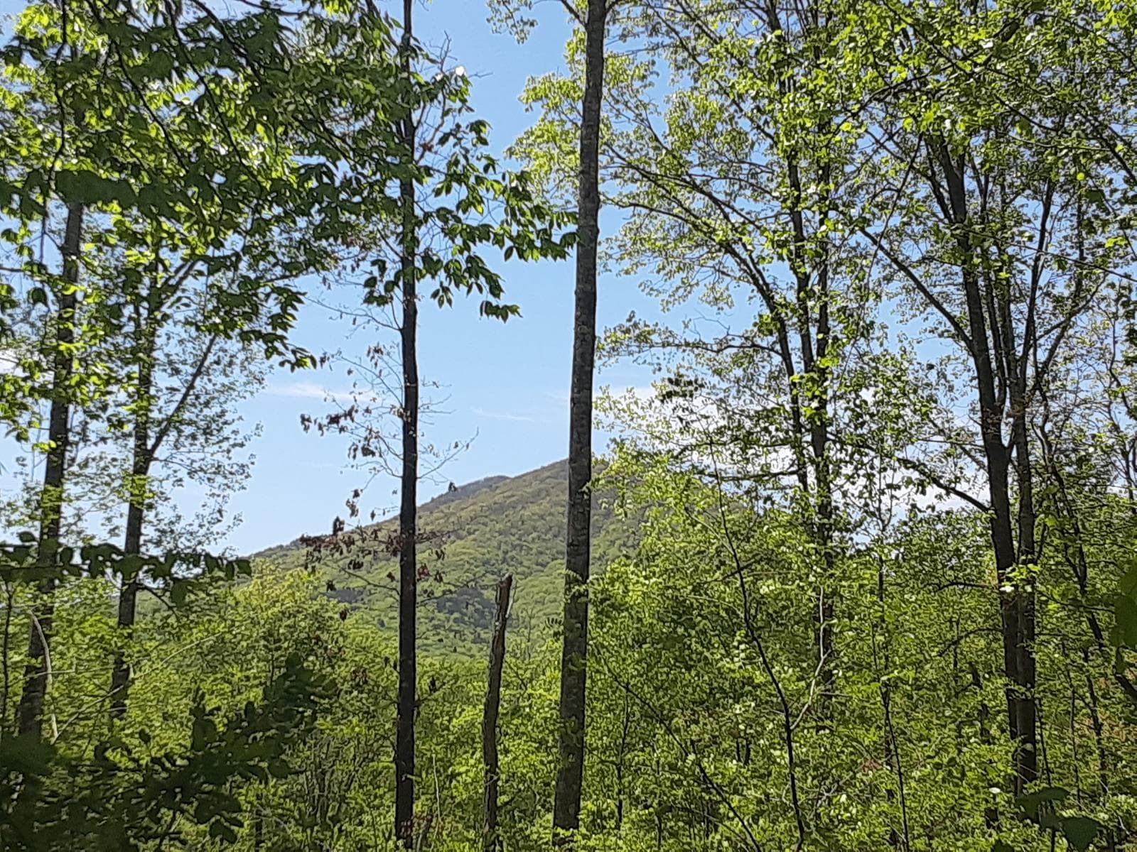 Poorhouse Hollow Mountain - Photo 1