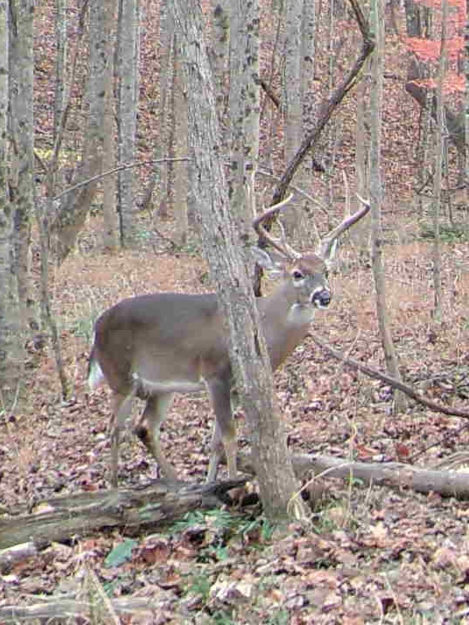 Mountain Creek Hunting - Photo 1